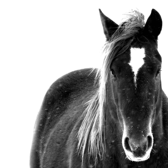 Patience Print - Leslie Le Coq Photography
