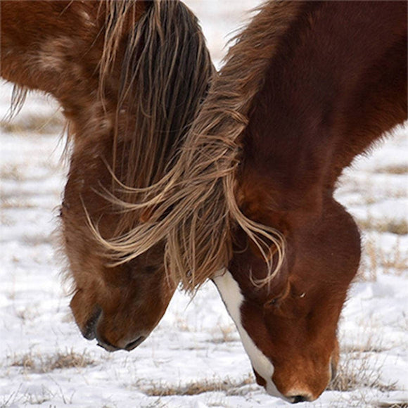 Partners Print - Leslie Le Coq Photography
