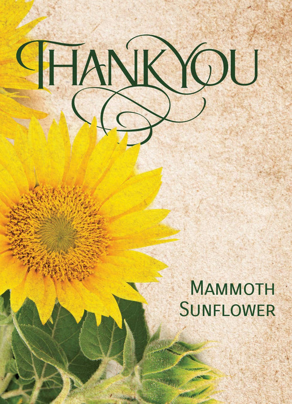 Thank You - Mammoth Sunflower - Bentley Seed Co.